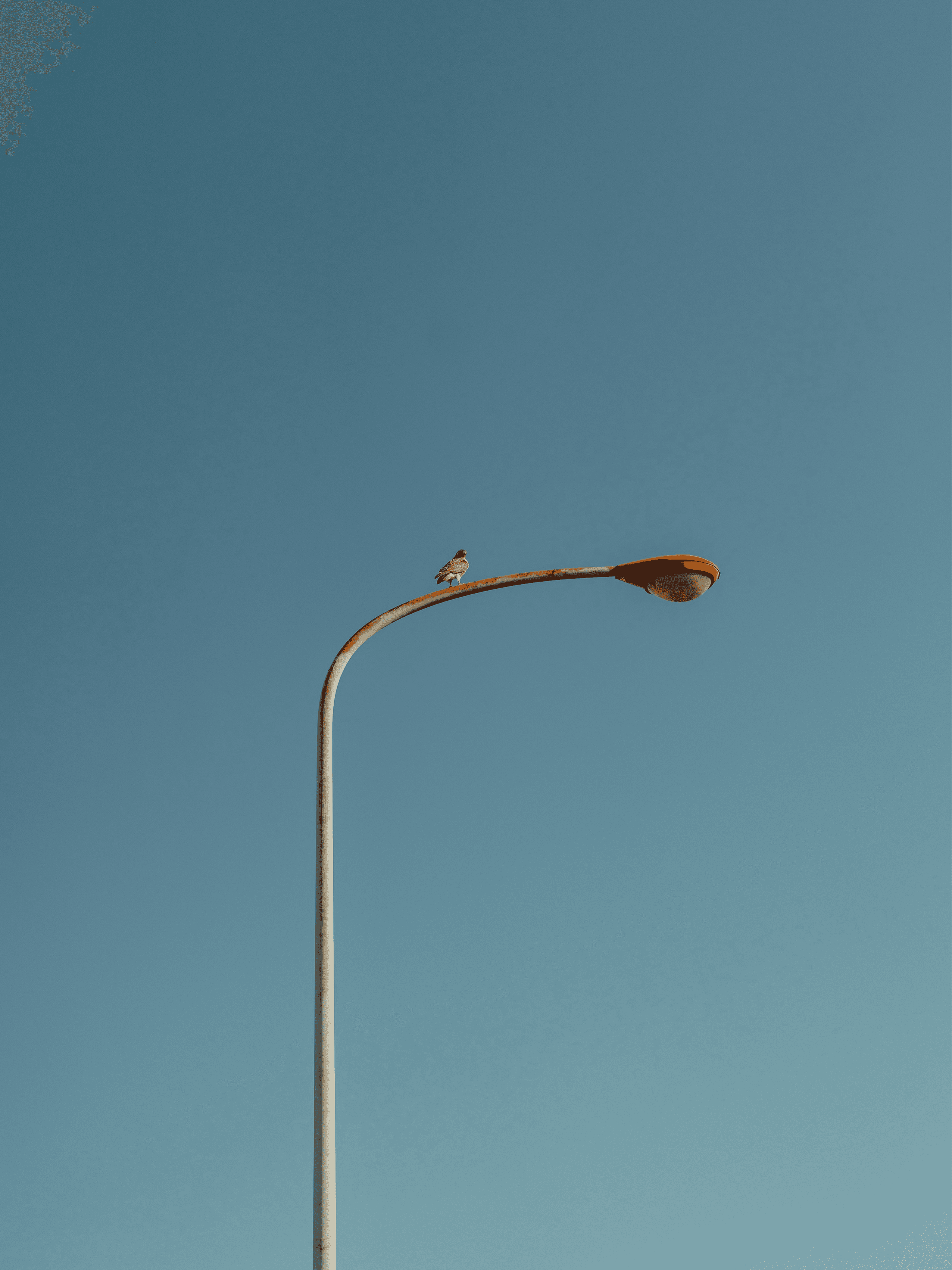 Bird on a lamp post