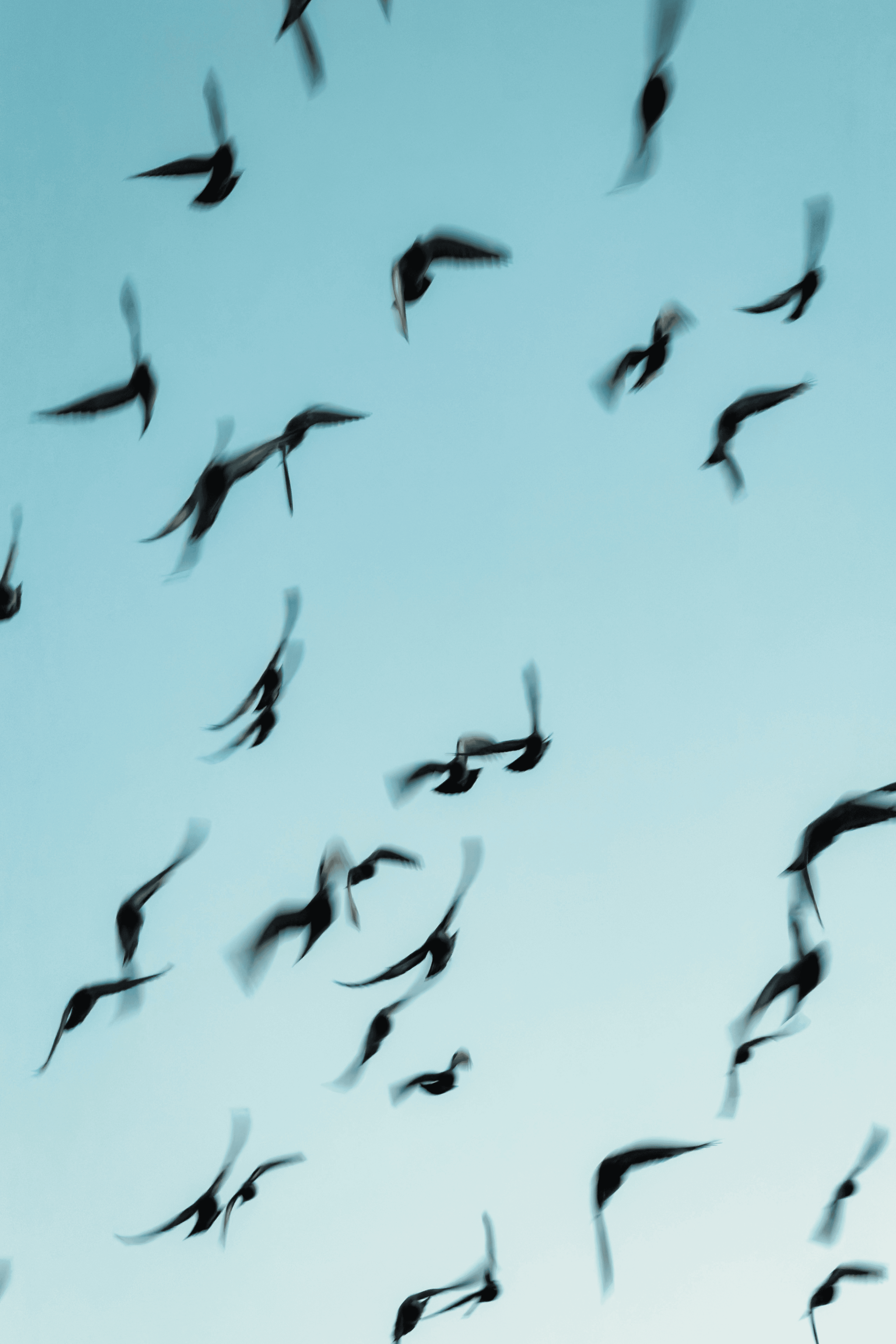 Flying birds